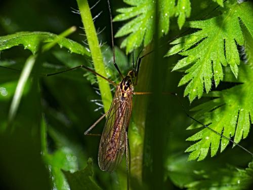 Réf. 339 126 : Nephrotoma appendiculata